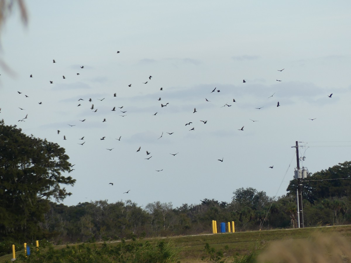 cathartidé sp. - ML645086388