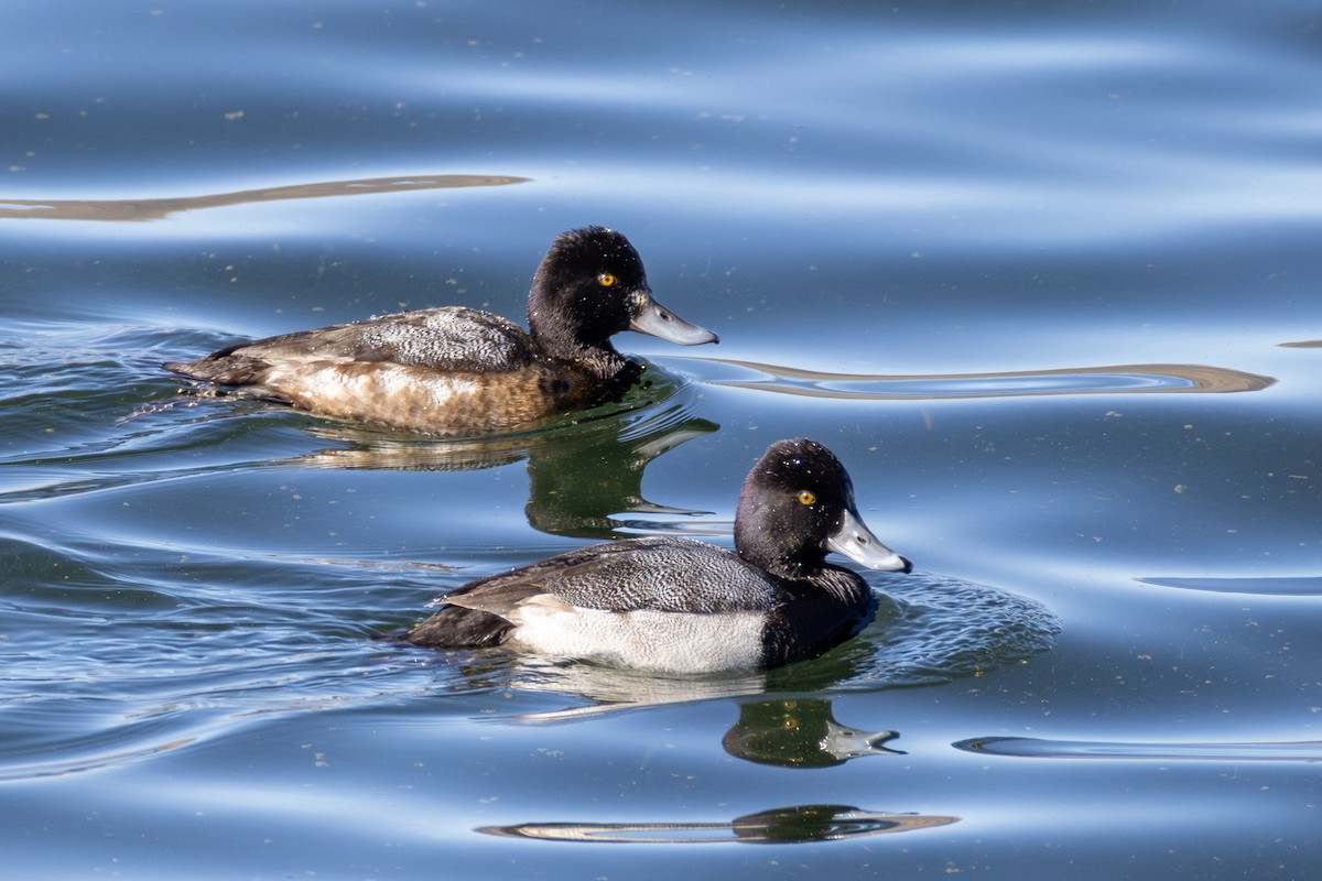 コスズガモ - ML645086400