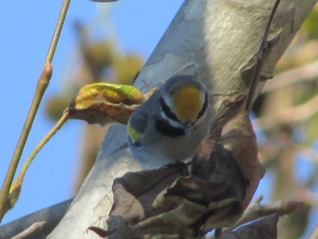 Altın Kanatlı Ötleğen - ML645086401