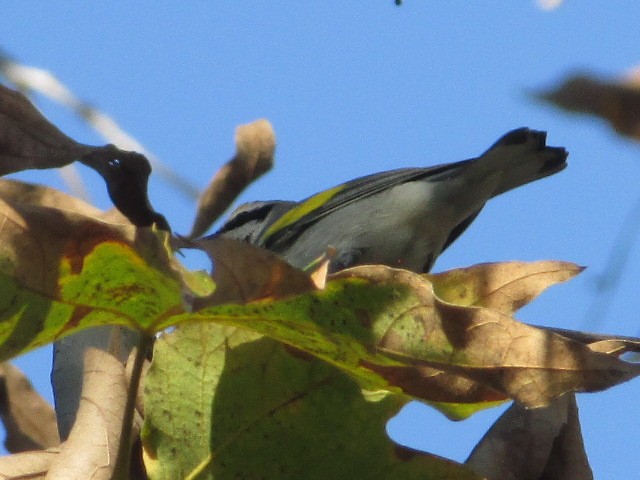 Altın Kanatlı Ötleğen - ML645086402