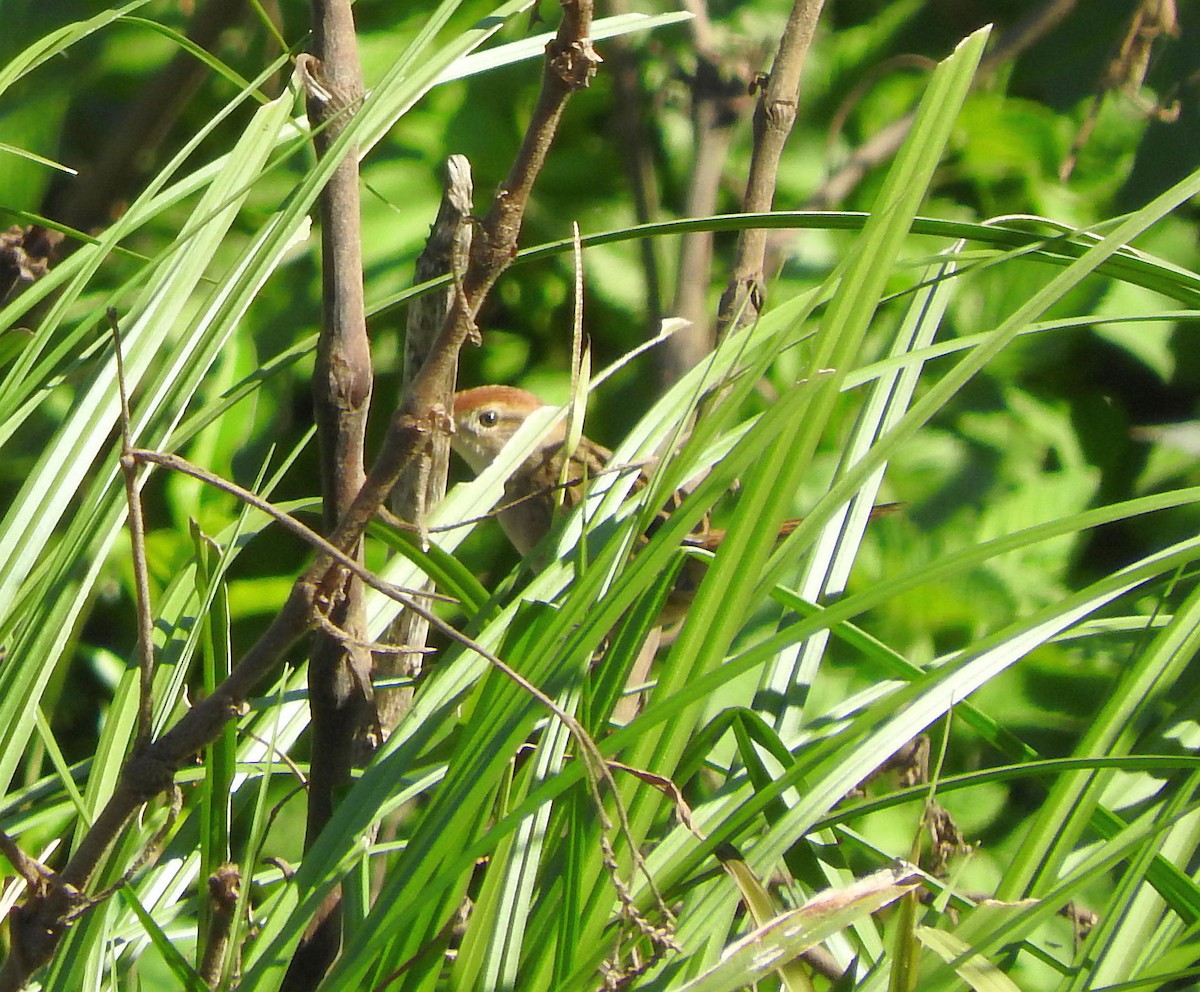 Tawny Grassbird - ML64508641