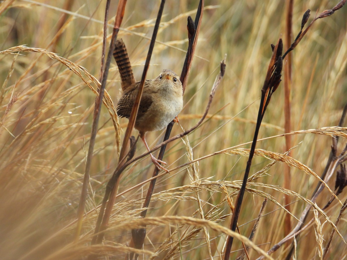 Grass Wren (Paramo) - ML645086414