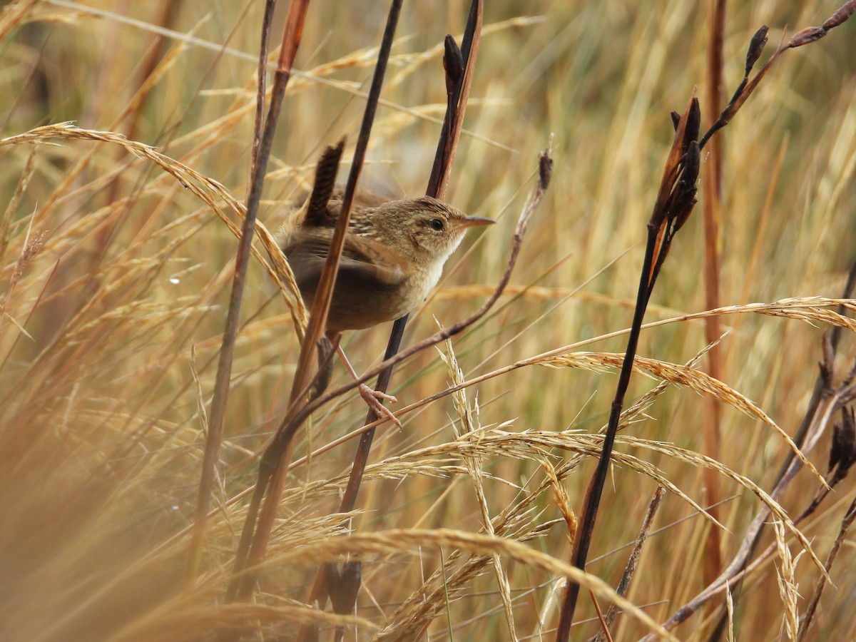 Grass Wren (Paramo) - ML645086415