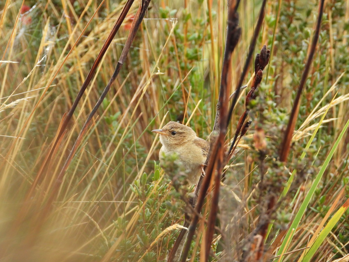 Grass Wren (Paramo) - ML645086416