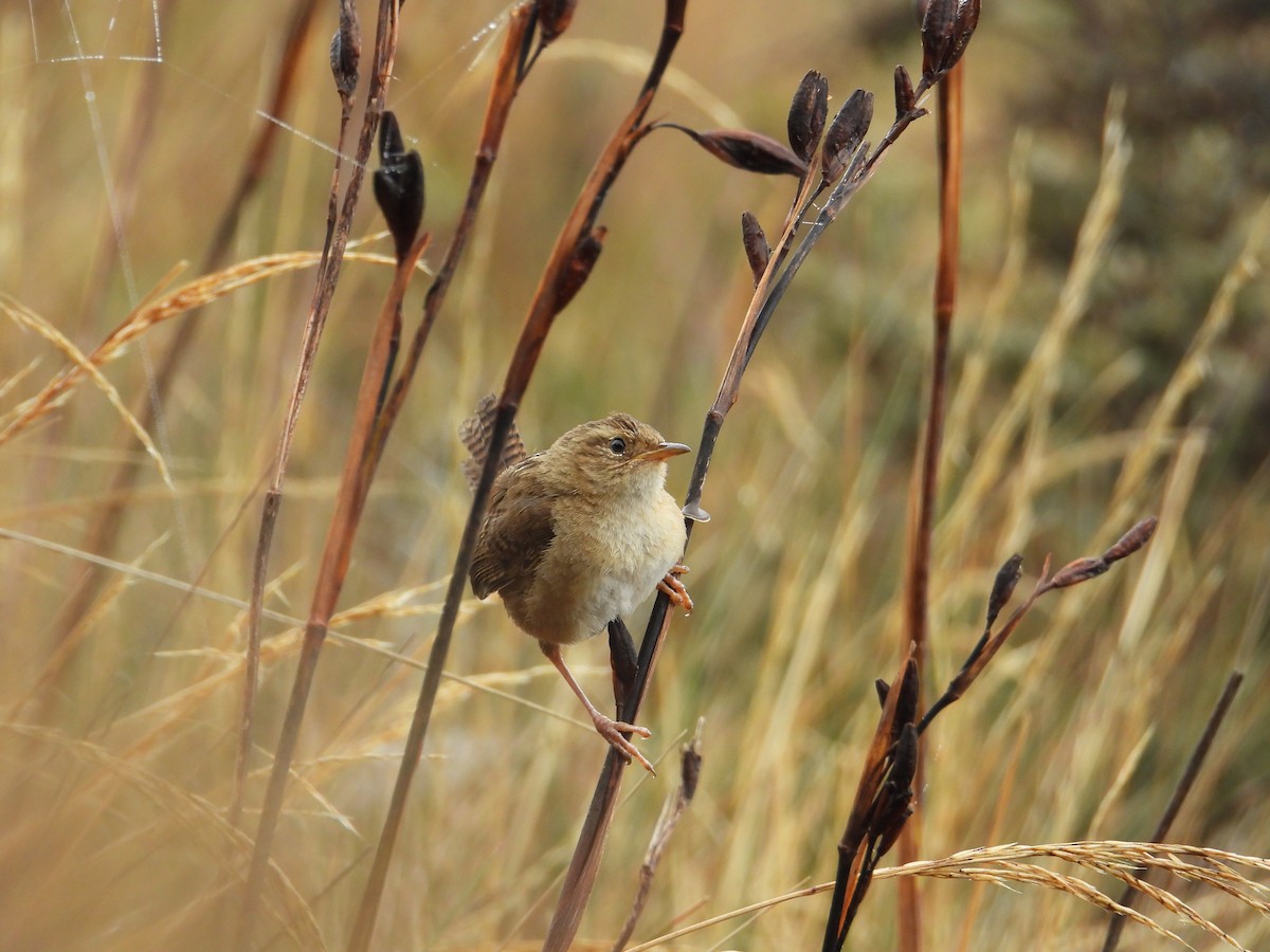 Grass Wren (Paramo) - ML645086417