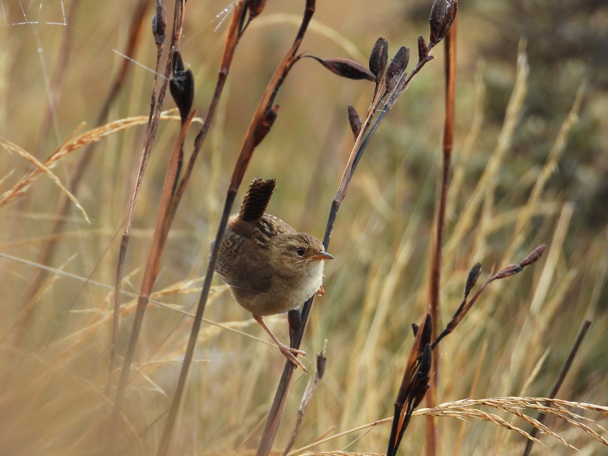 Grass Wren (Paramo) - ML645086418