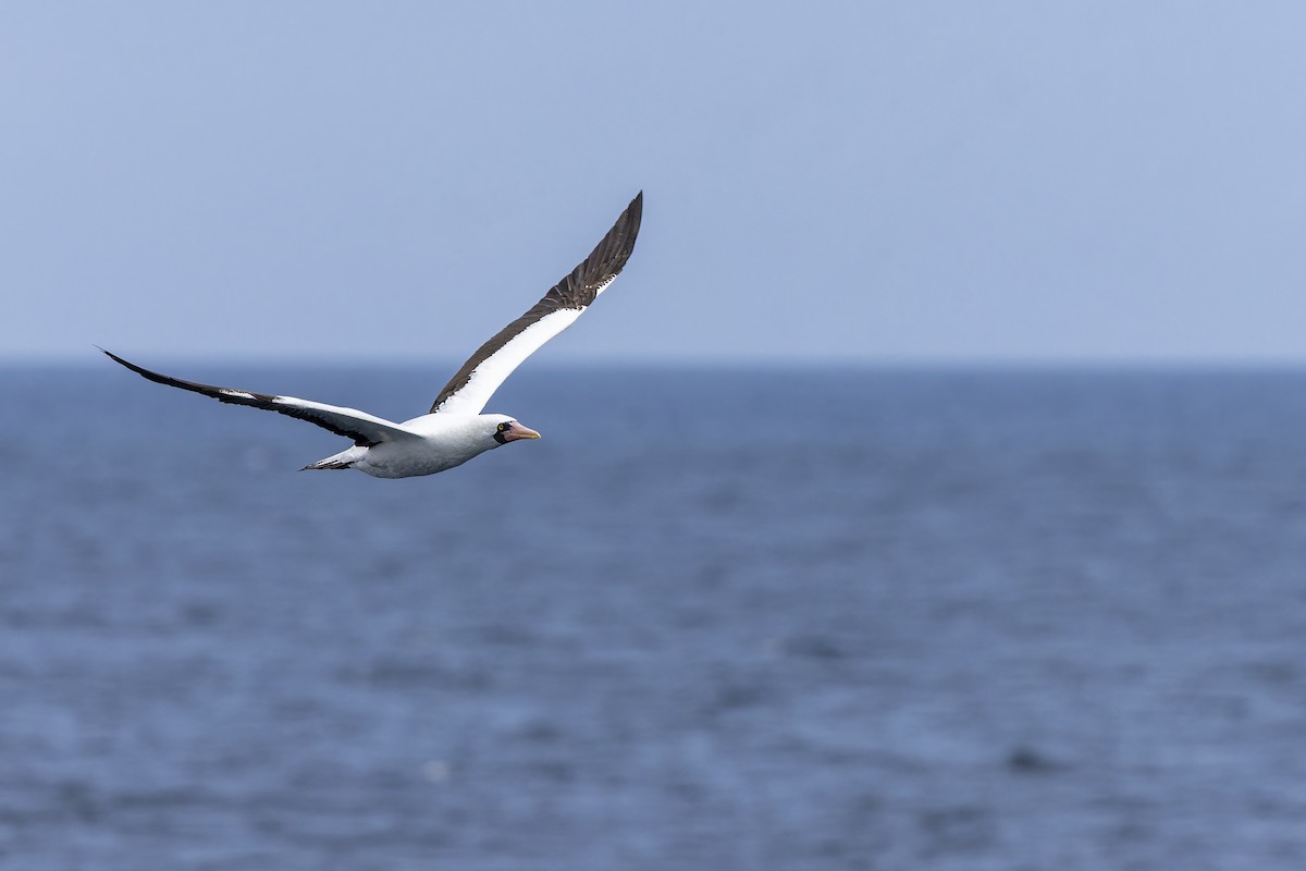 Nazca Booby - ML645086421