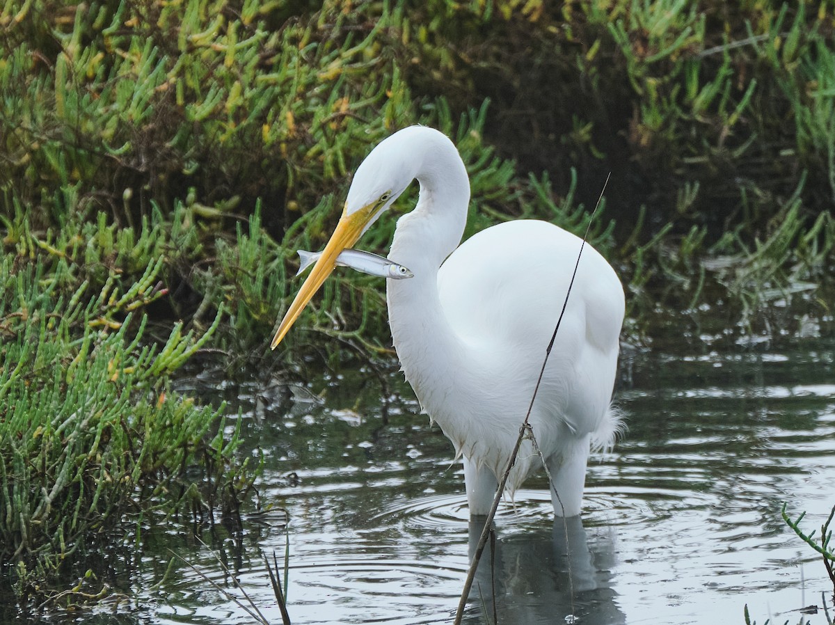 Great Egret - ML645086423