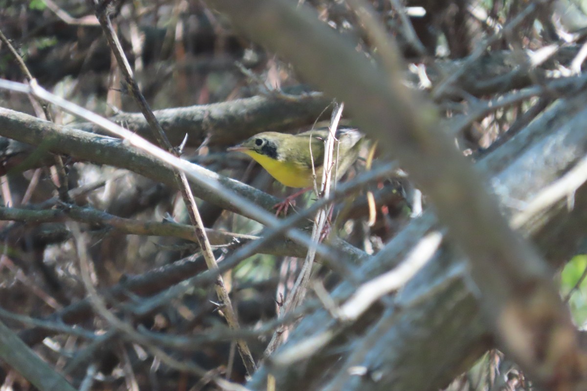 Common Yellowthroat - ML645086425