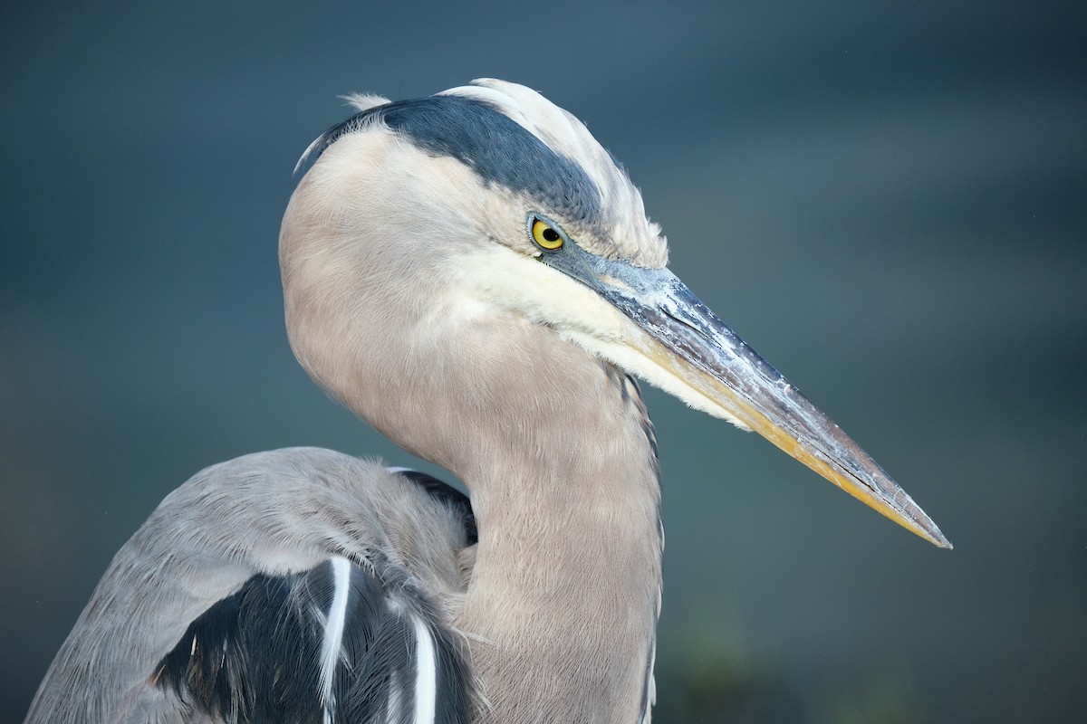 Great Blue Heron - ML645086431