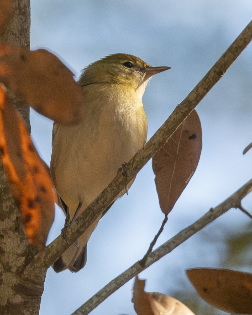 Пісняр-лісовик каштановий - ML645086436