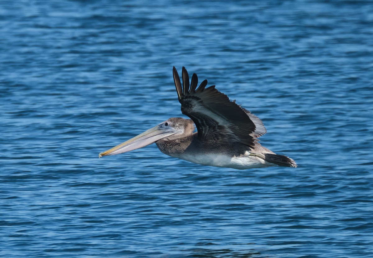 Brown Pelican - ML645086447
