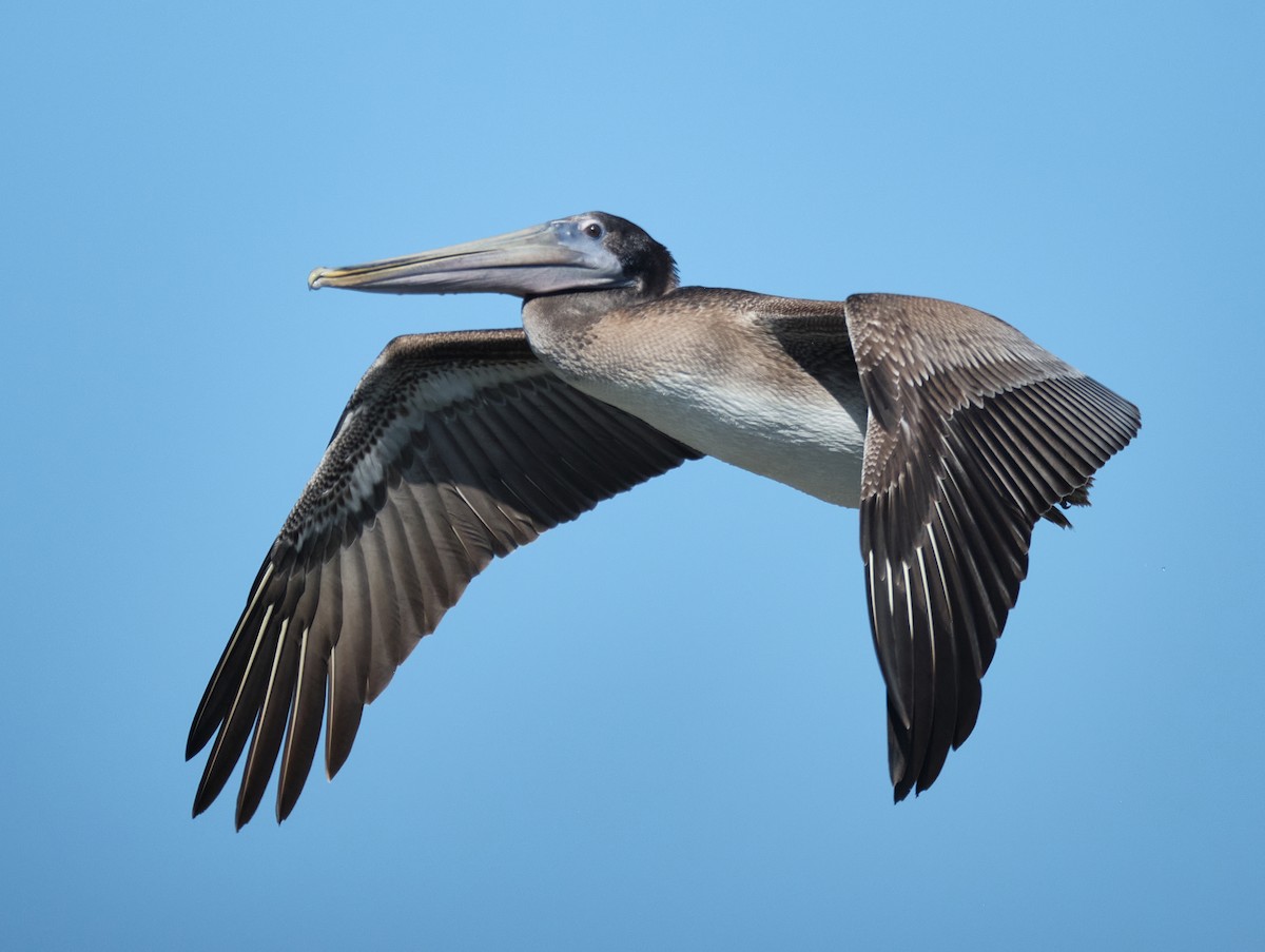 Brown Pelican - ML645086448