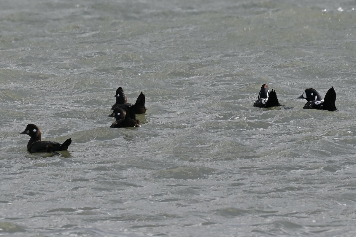 Ahate arlekina - ML645086454