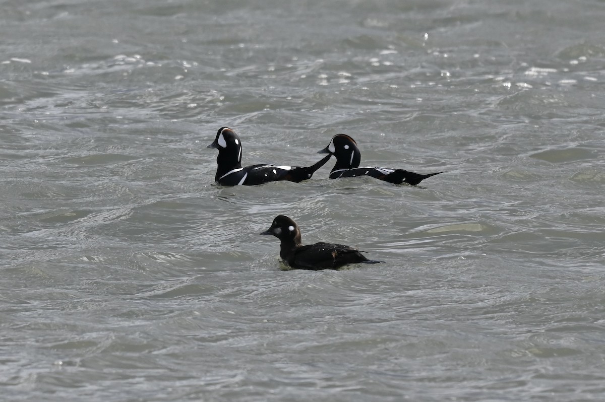 Ahate arlekina - ML645086455