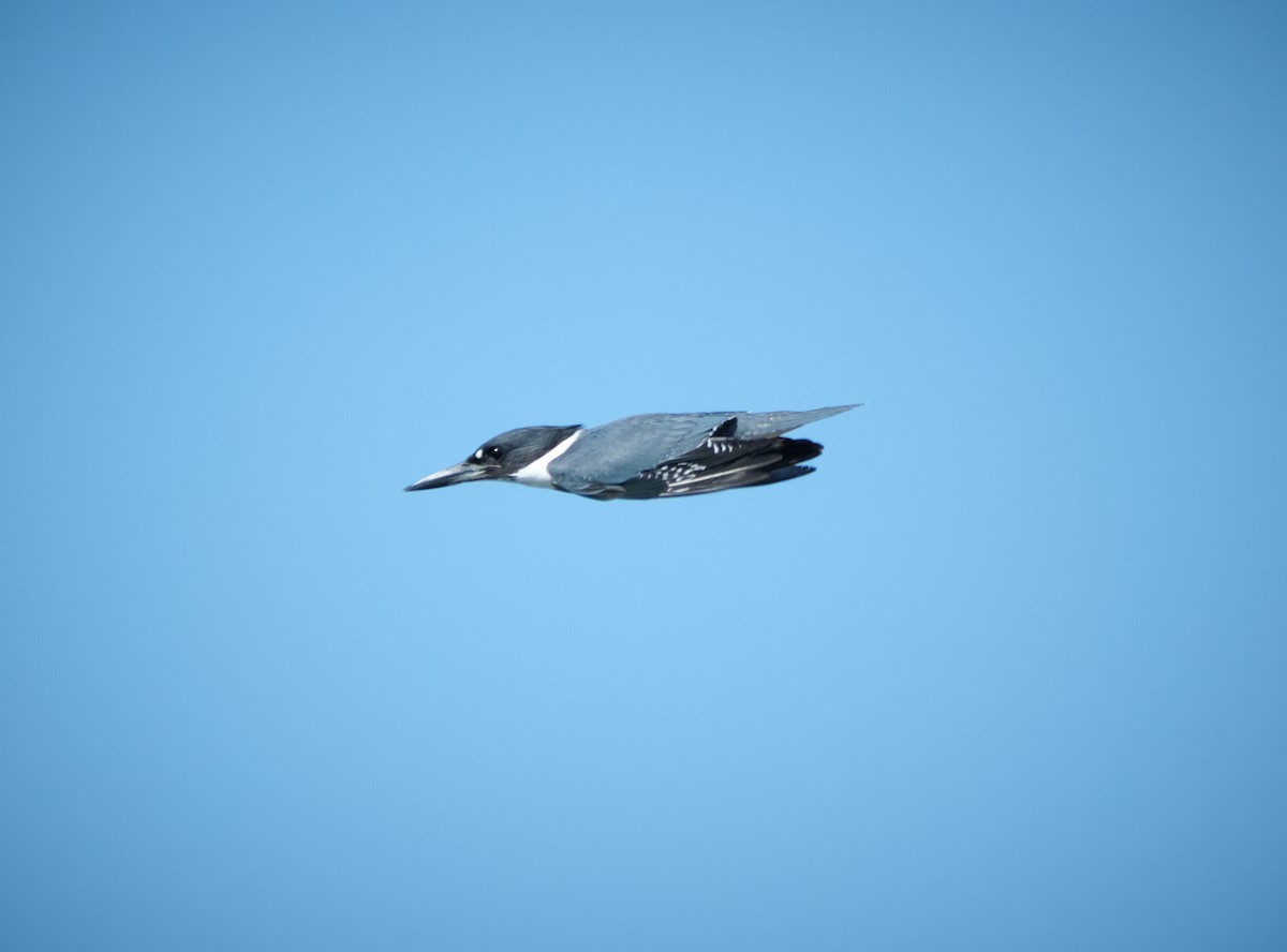 Belted Kingfisher - ML645086457