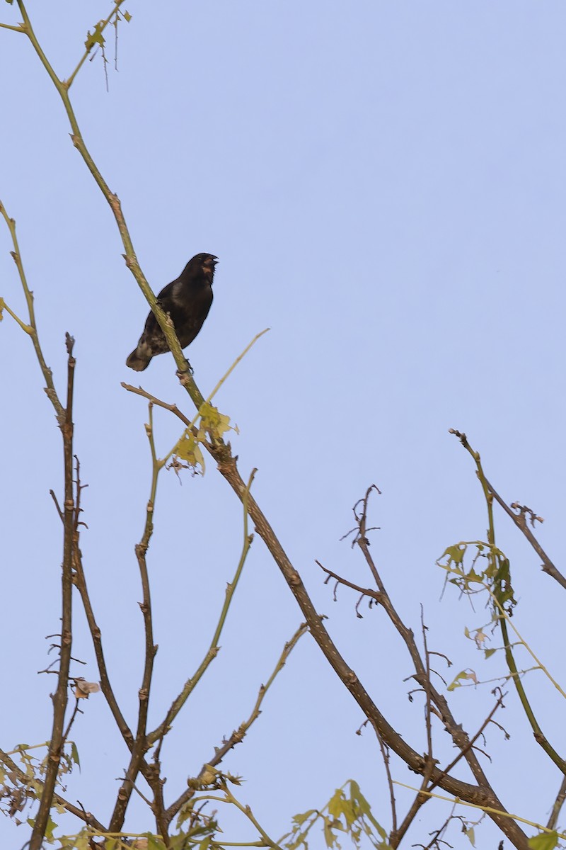 Small Ground-Finch - ML645086458