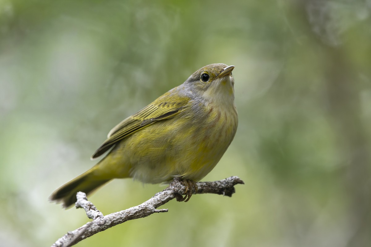 Mangrove Yellow Warbler (Galapagos) - ML645086467