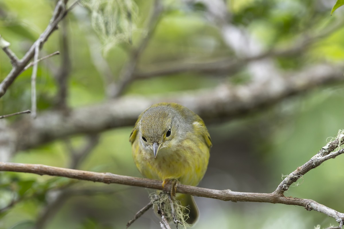 Mangrove Yellow Warbler (Galapagos) - ML645086468