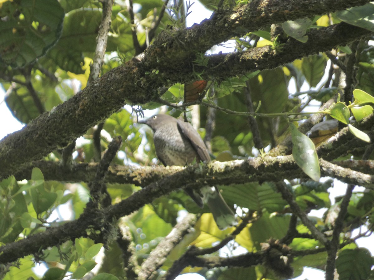 drozdec antilský - ML645086470