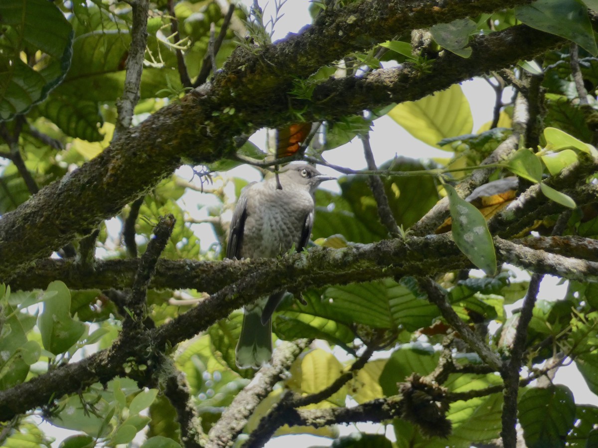 drozdec antilský - ML645086471