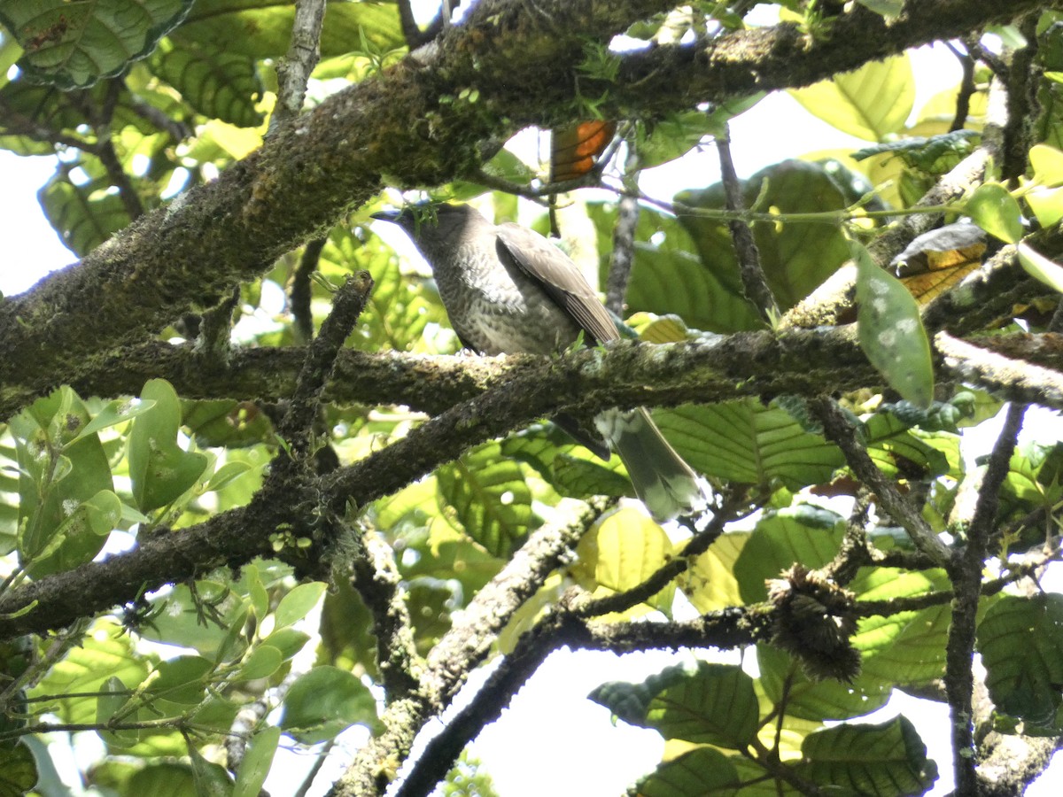 drozdec antilský - ML645086472