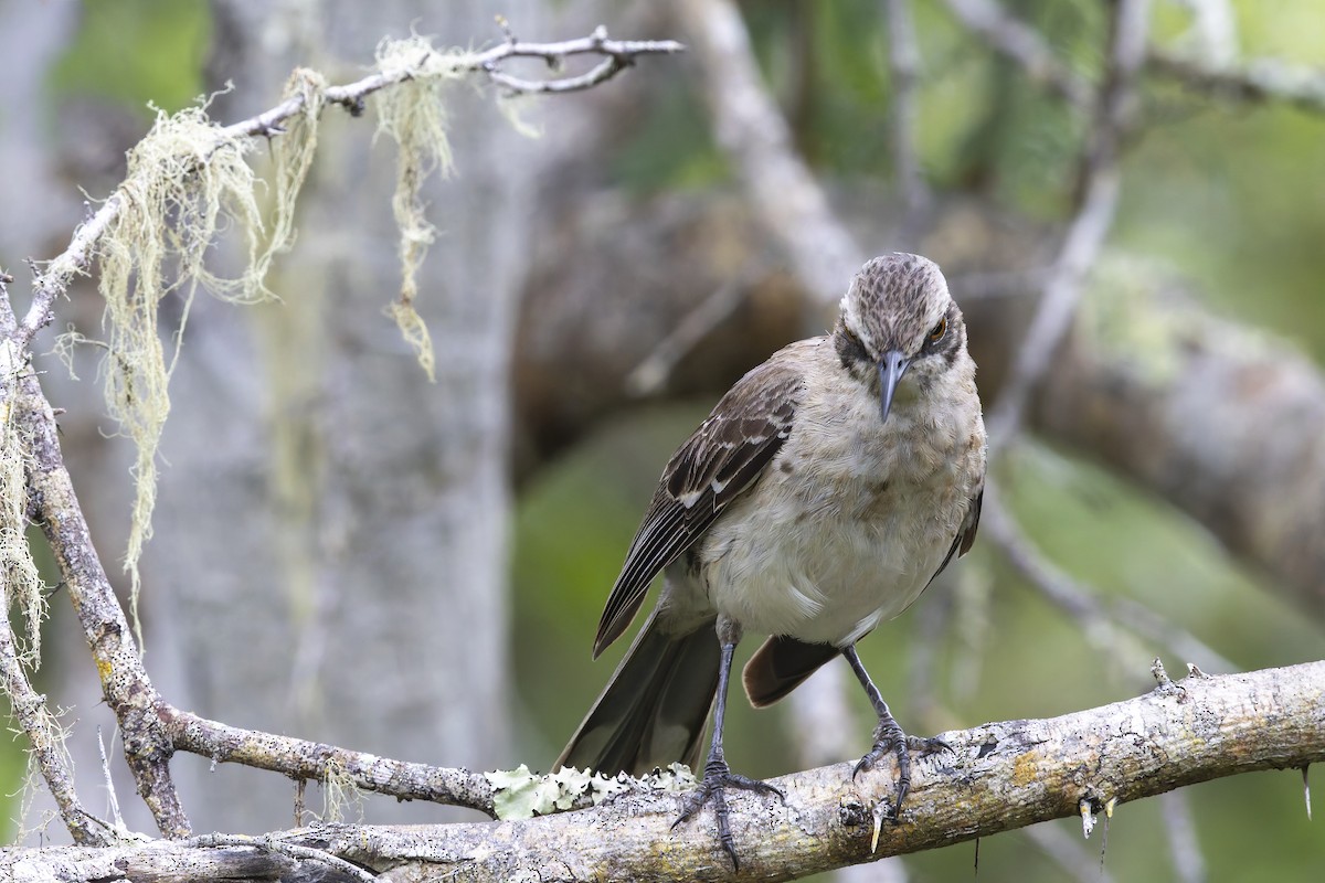 San Cristobal Mockingbird - ML645086485