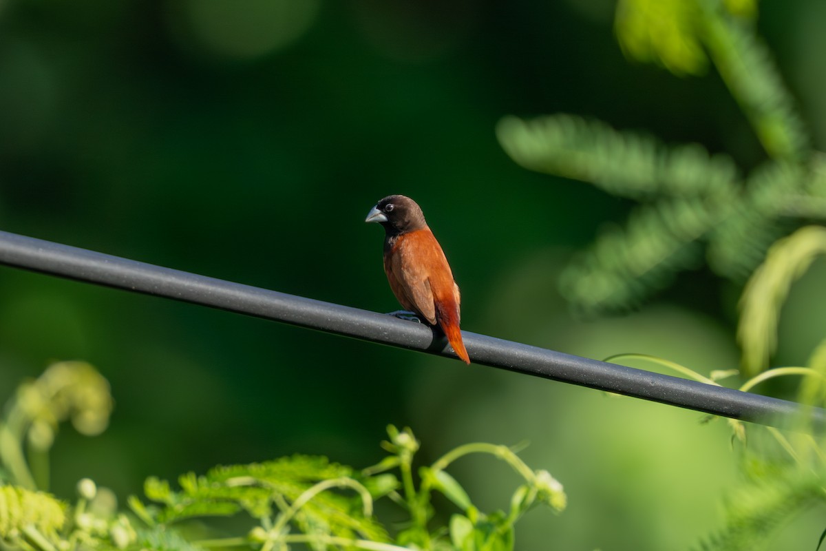 Capucin à tête noire - ML645086488