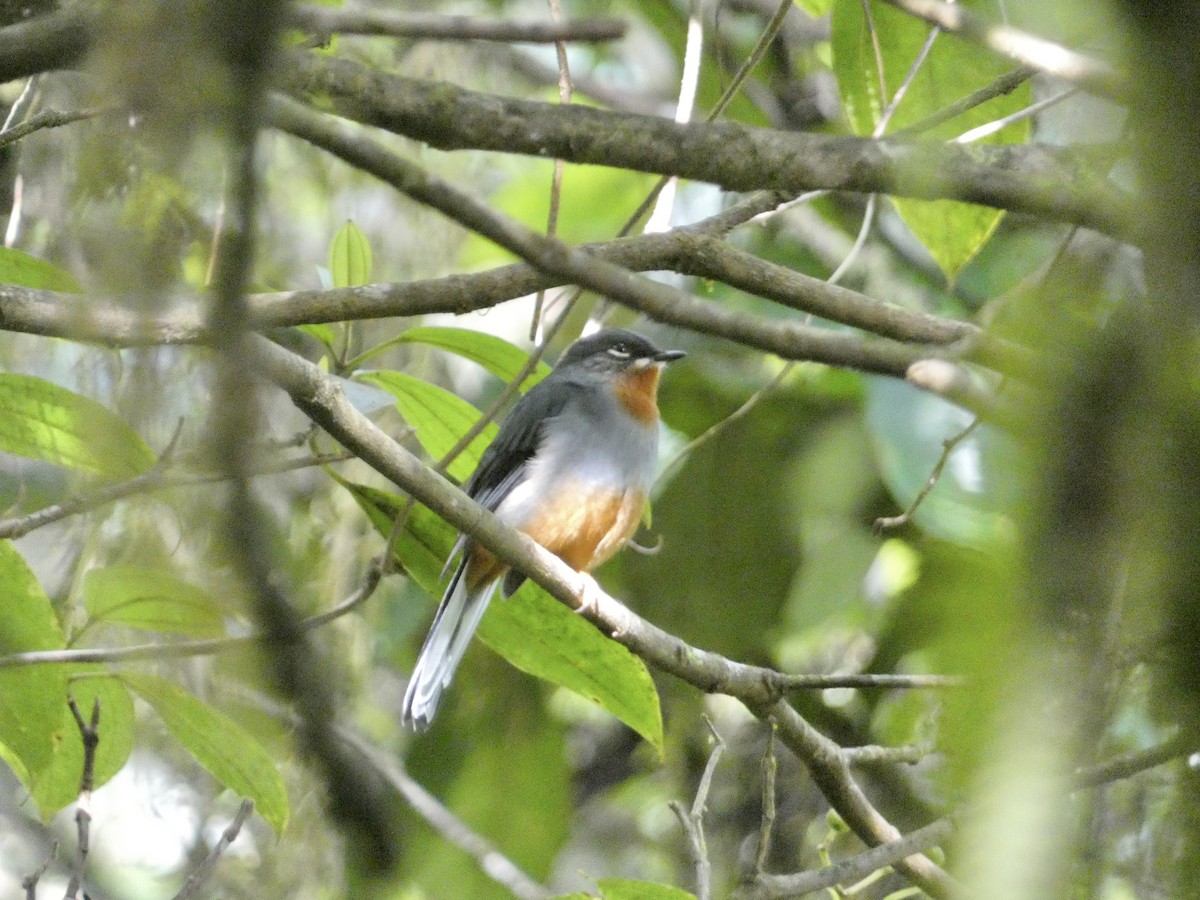 Rufous-throated Solitaire - ML645086492