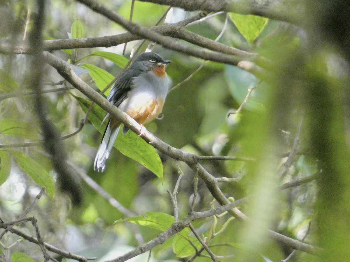 Rufous-throated Solitaire - ML645086493