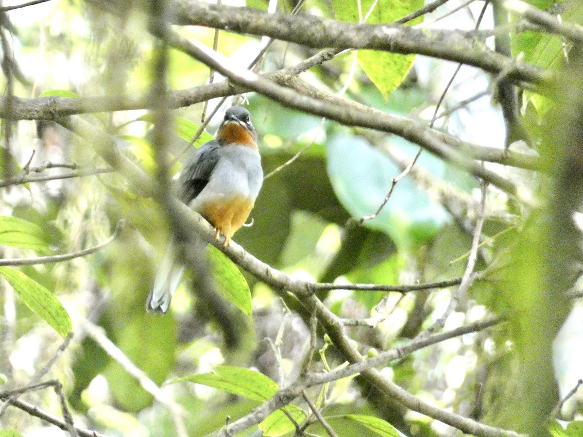 Rufous-throated Solitaire - ML645086496