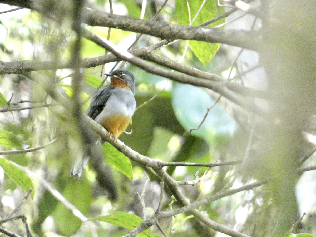 Rufous-throated Solitaire - ML645086497
