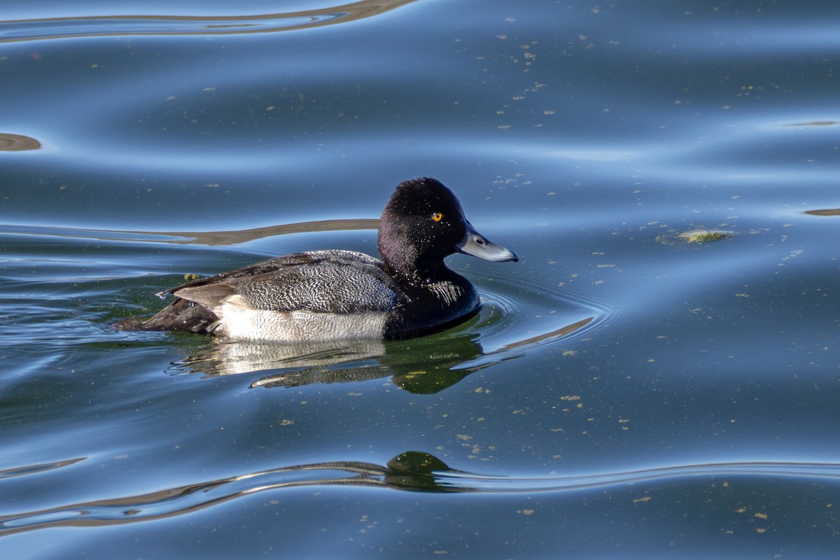 コスズガモ - ML645086498