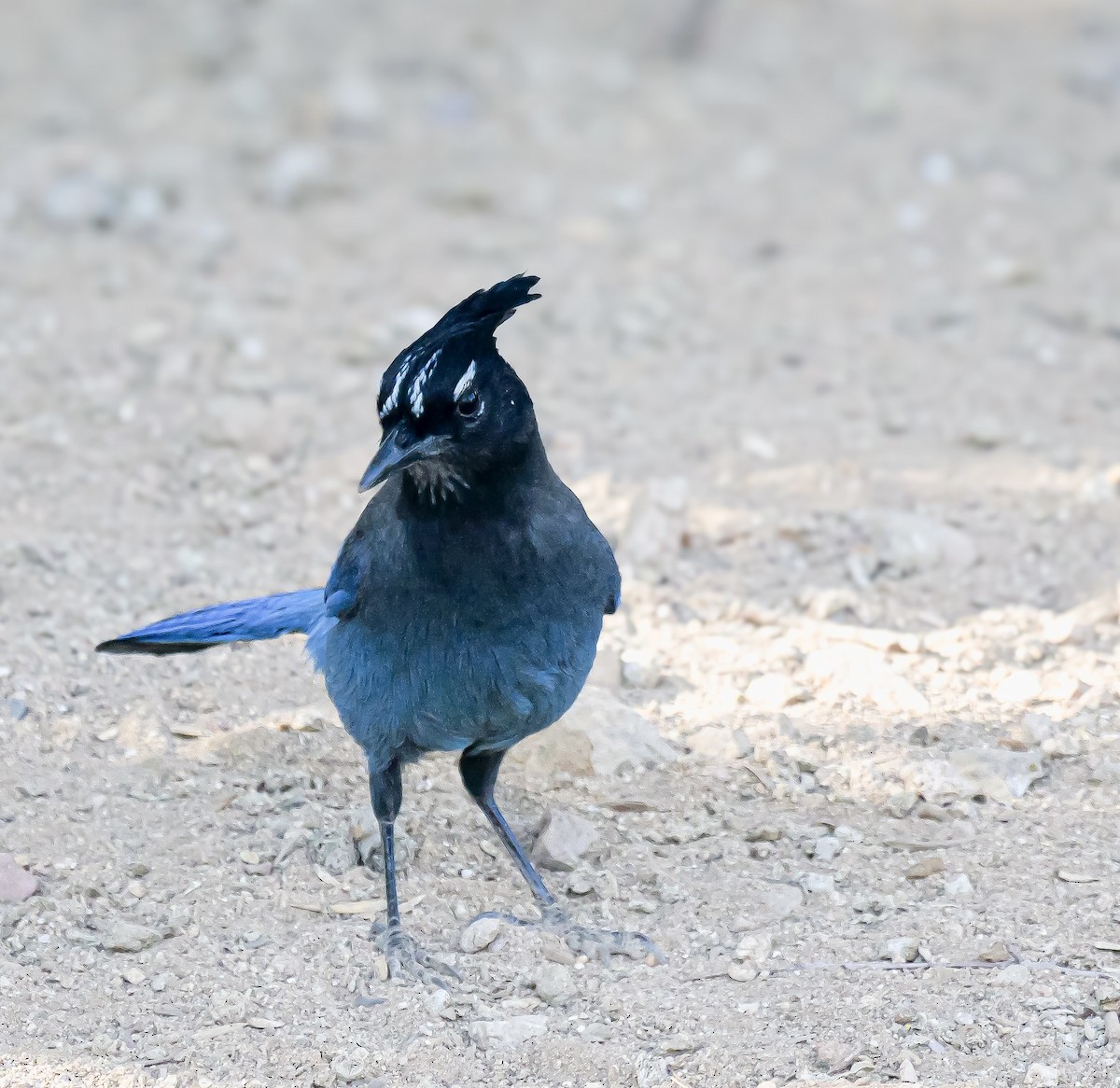 Стеллерова сойка - ML645086504