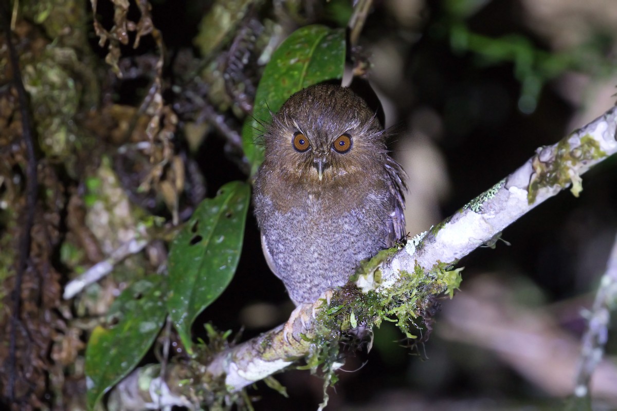 Perukauz - ML645086506