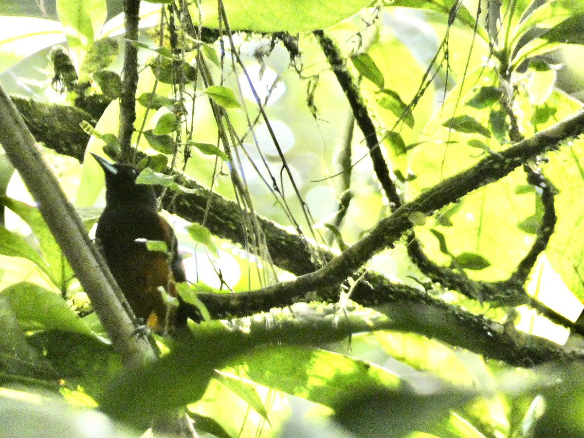Martinique Oriole - ML645086515
