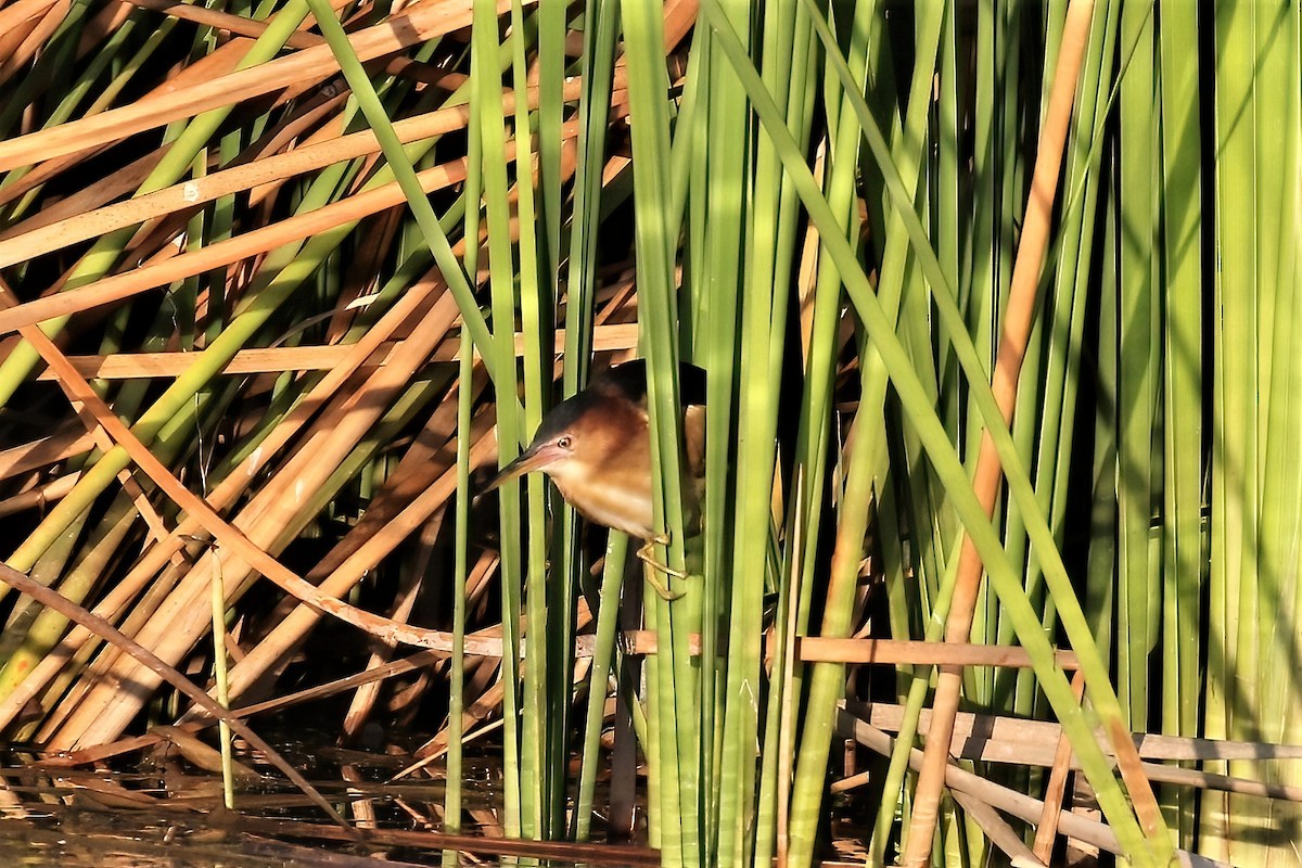 セグロヨシゴイ - ML645086517