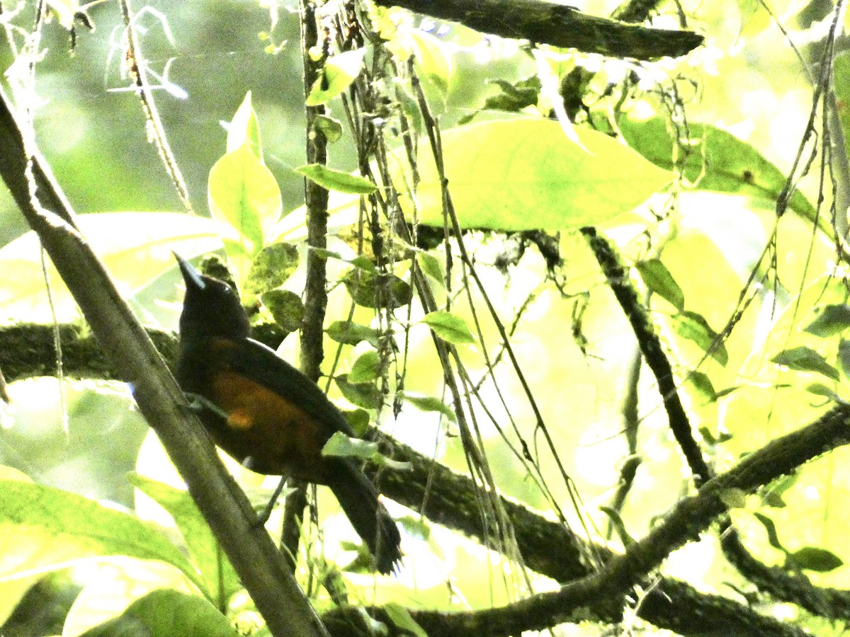 Martinique Oriole - ML645086518