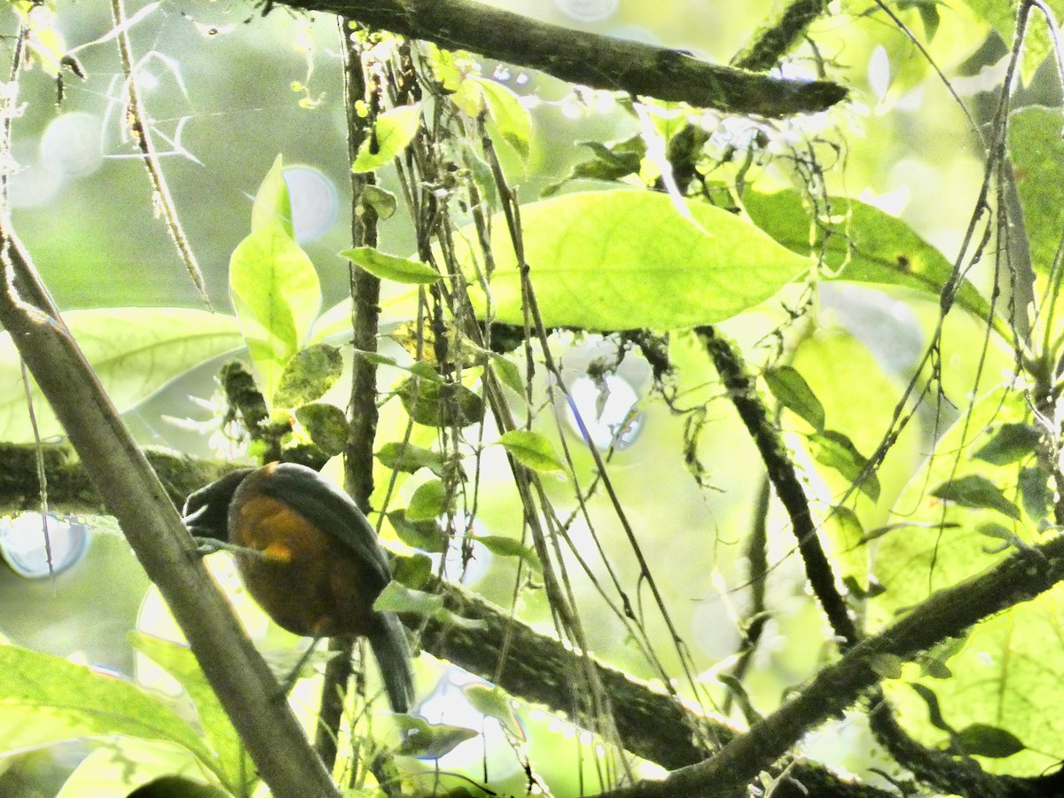 Martinique Oriole - ML645086519
