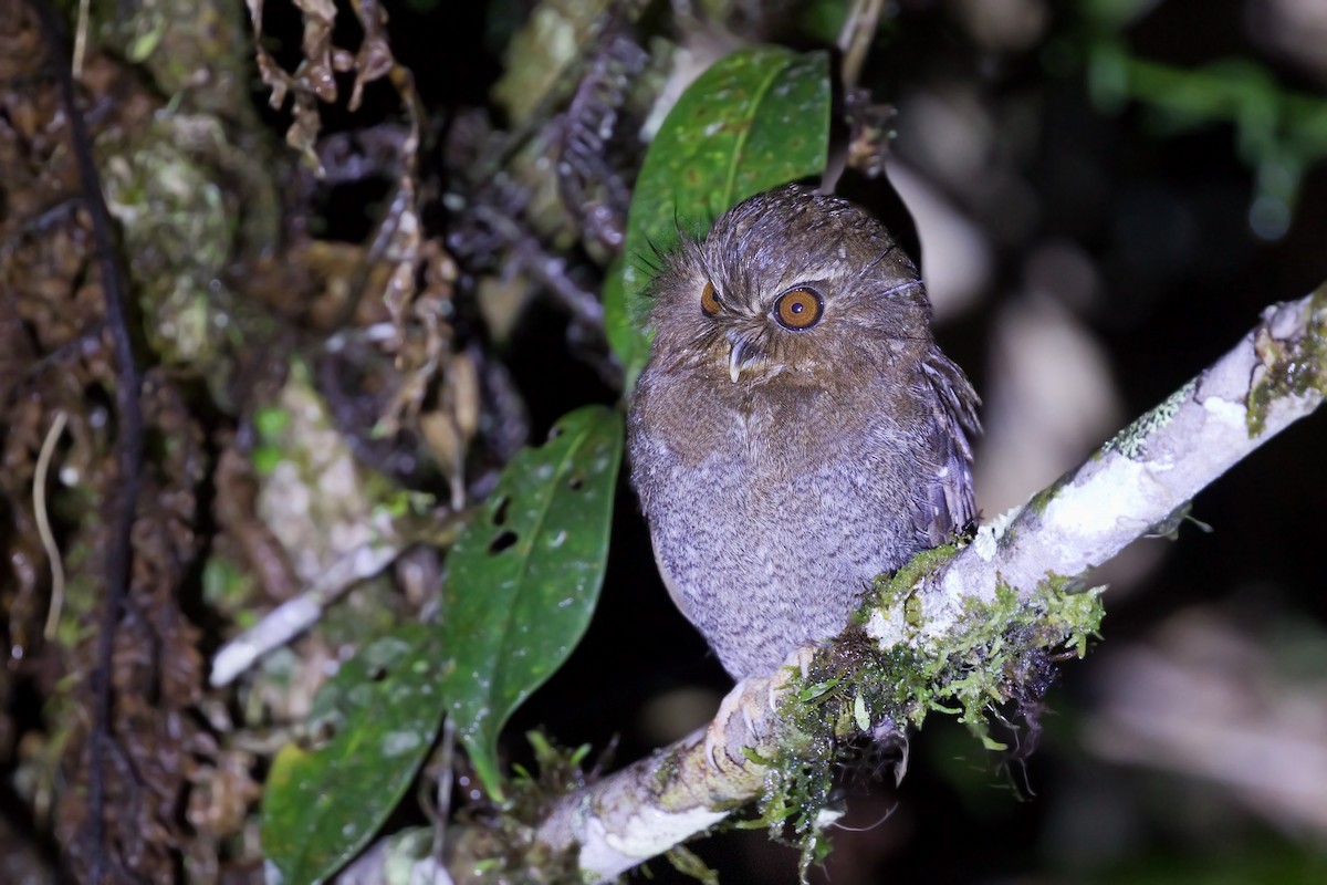 Perukauz - ML645086529