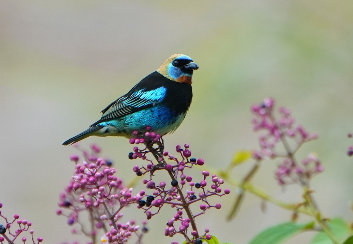 Золотистоголовая танагра - ML645086530