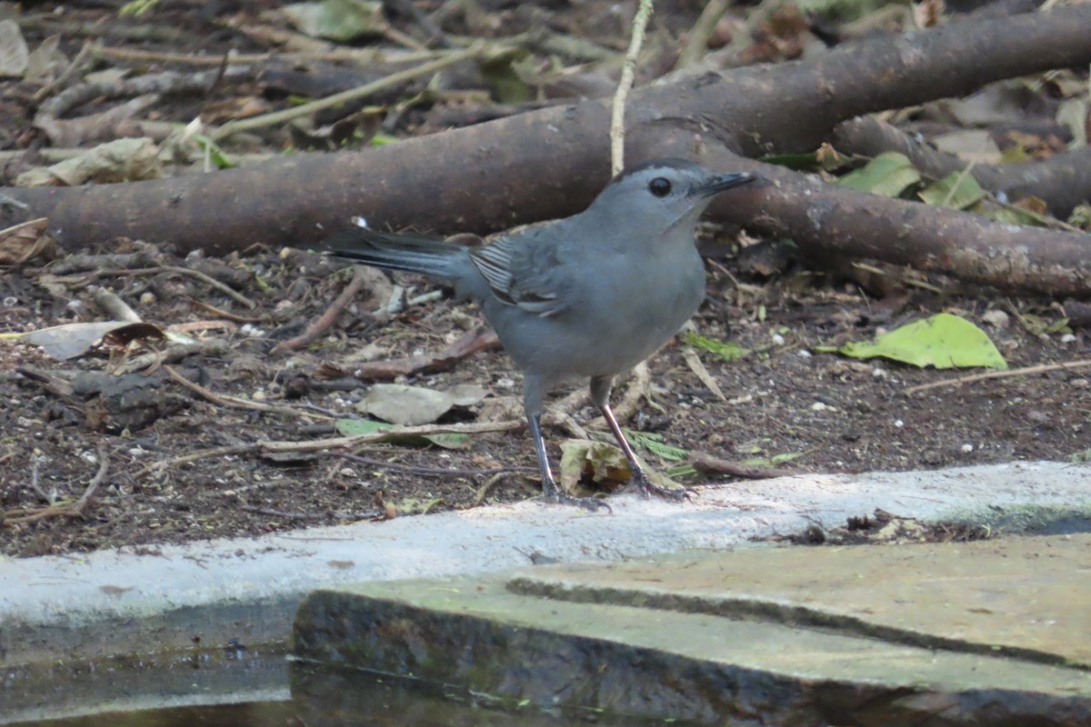 Gray Catbird - ML645086531