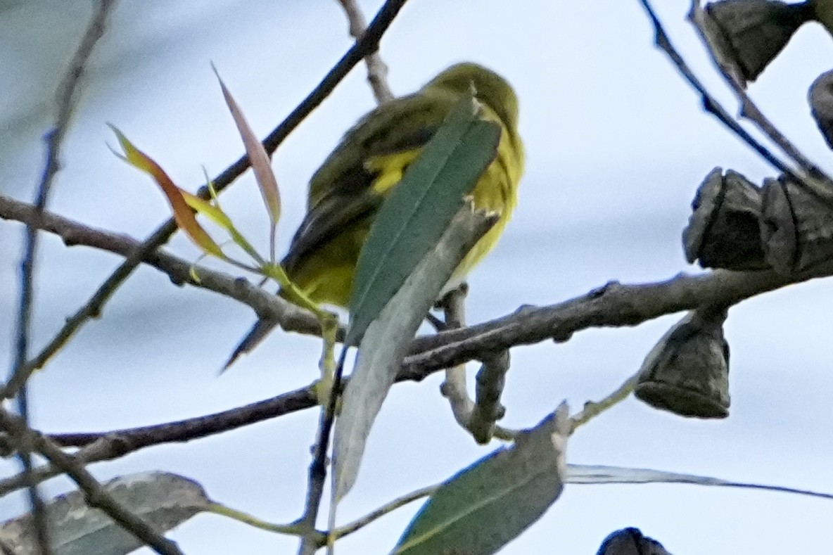 Andean Siskin - ML645086533
