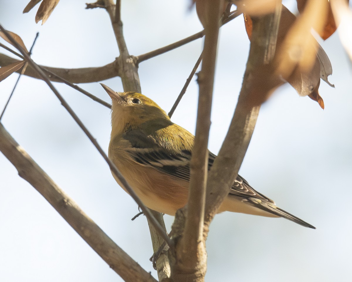 Пісняр-лісовик каштановий - ML645086537