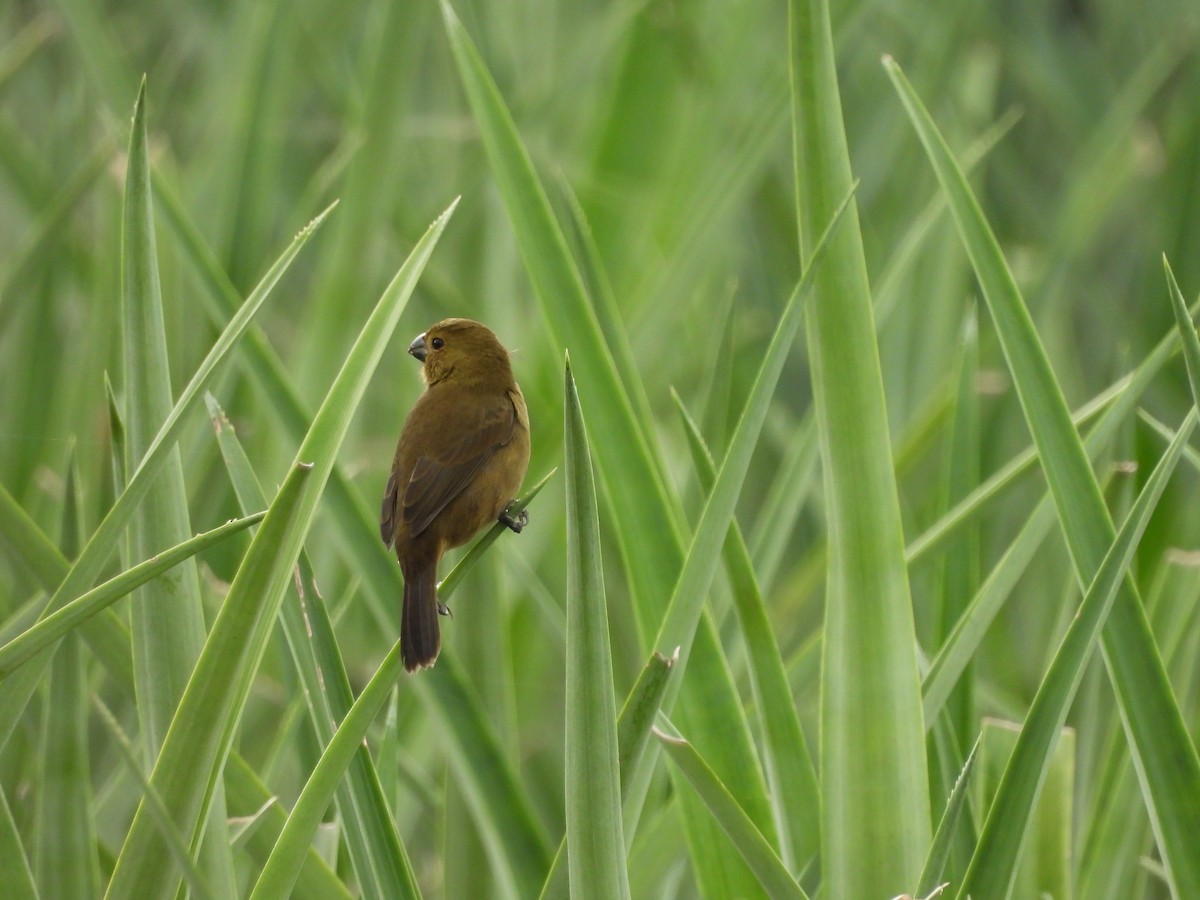 Variable Seedeater - ML645086539