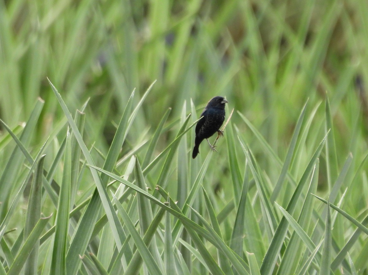 Variable Seedeater - ML645086540