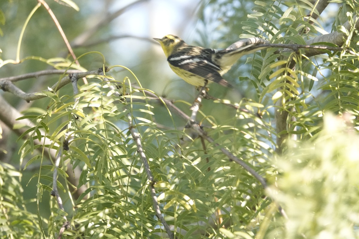 hemlokkparula - ML645086544