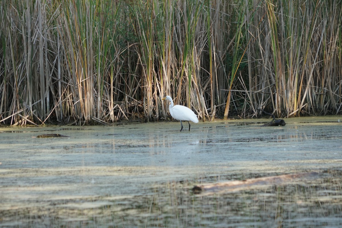 Great Egret - ML645086546