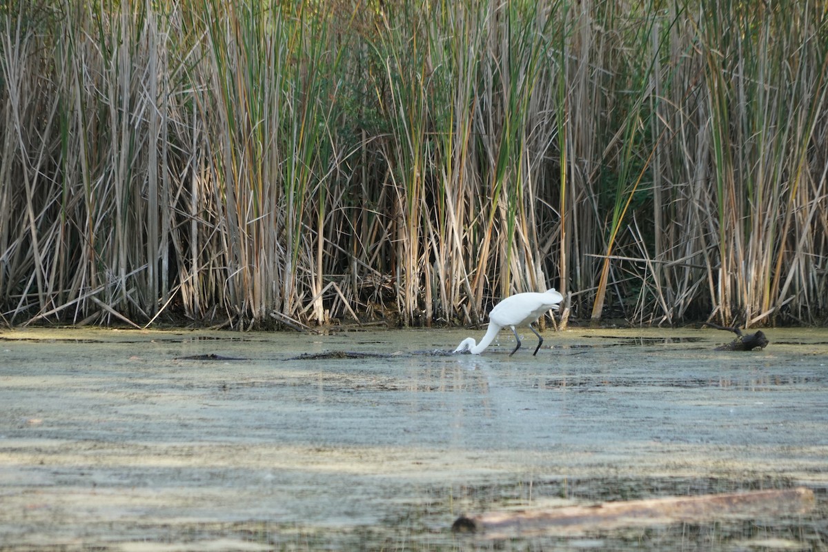 Great Egret - ML645086548
