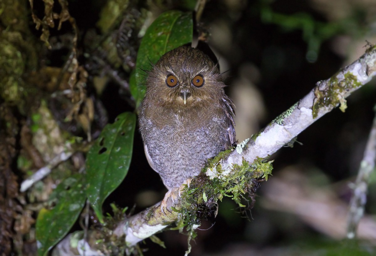 Perukauz - ML645086553